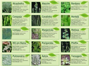 PLANTAS MEDICINAIS