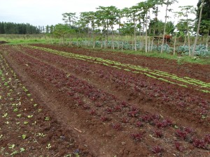 Área de um hectare dedicada ao cultivo de alface, cenoura, beterraba, berinjela, coentro, salsinha, etc. 