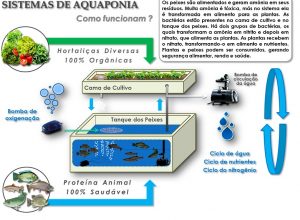 sistema de aquaponia