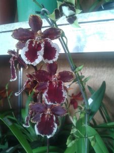 20160812_115157_resized