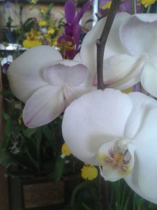20160812_115359_resized