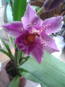 20160812_224136_resized