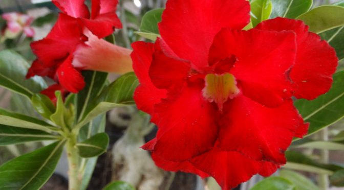 Rosa do Deserto: De beleza exótica, espécie chama a atenção pelo ...