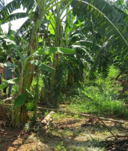 Bananas são doadas à comunidade carente da capital