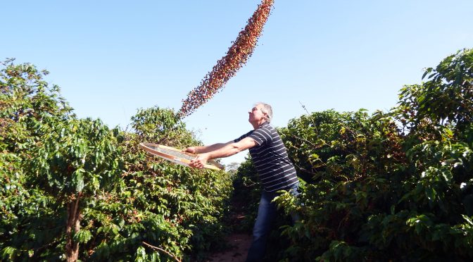 Guia completo do café conilon especial, do cultivo ao consumo