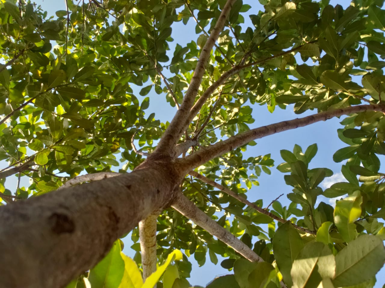 Ciência é solução para devolver à erva-mate status de ‘ouro verde’ no Estado