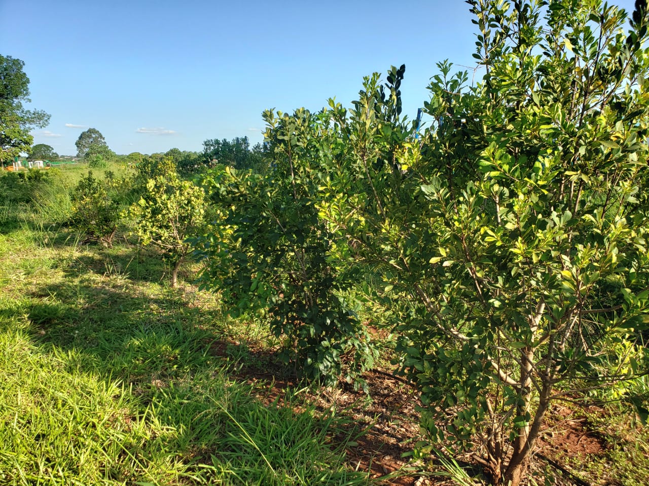 Ciência é solução para devolver à erva-mate status de ‘ouro verde’ no Estado