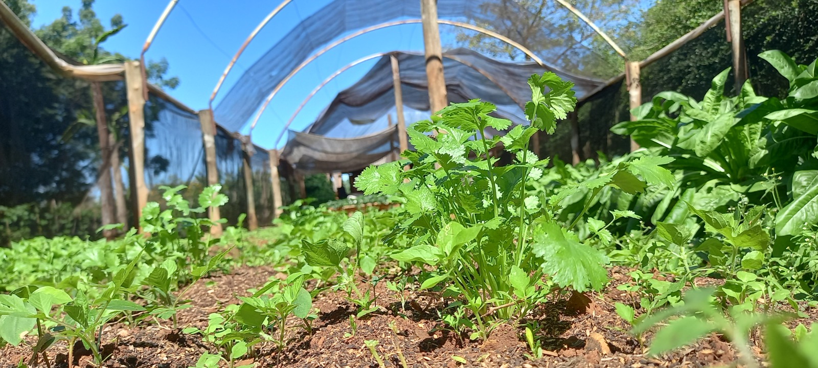 Agricultor familiar aposta na compostagem para reduzir custos e ajudar meio ambiente