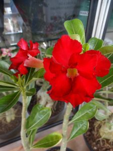 Rosa do Deserto: De beleza exótica, espécie chama a atenção pelo nome e  formato – Agraer