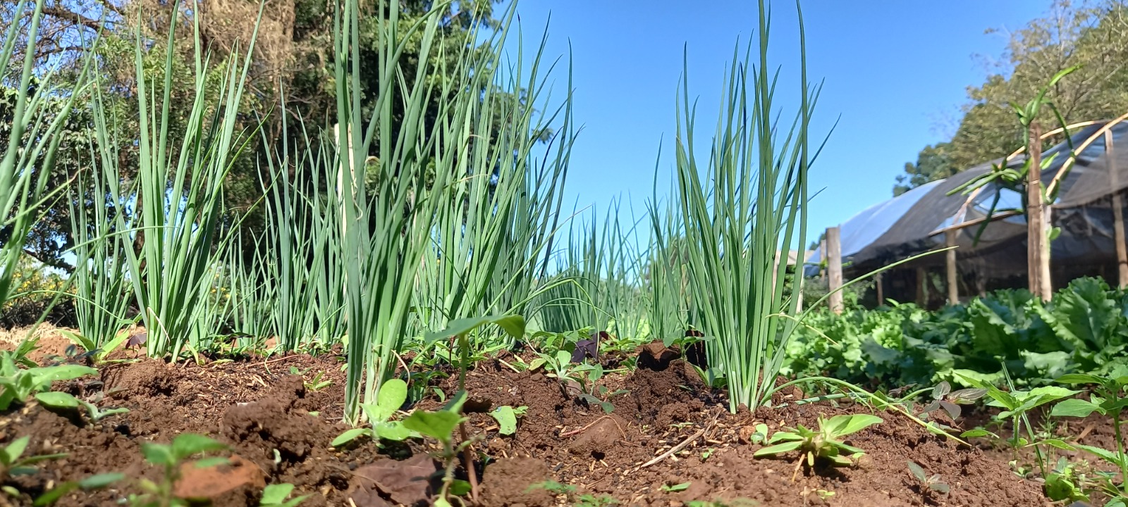 Agricultor familiar aposta na compostagem para reduzir custos e ajudar meio ambiente Agricultor familiar aposta na compostagem para reduzir custos e ajudar meio ambiente